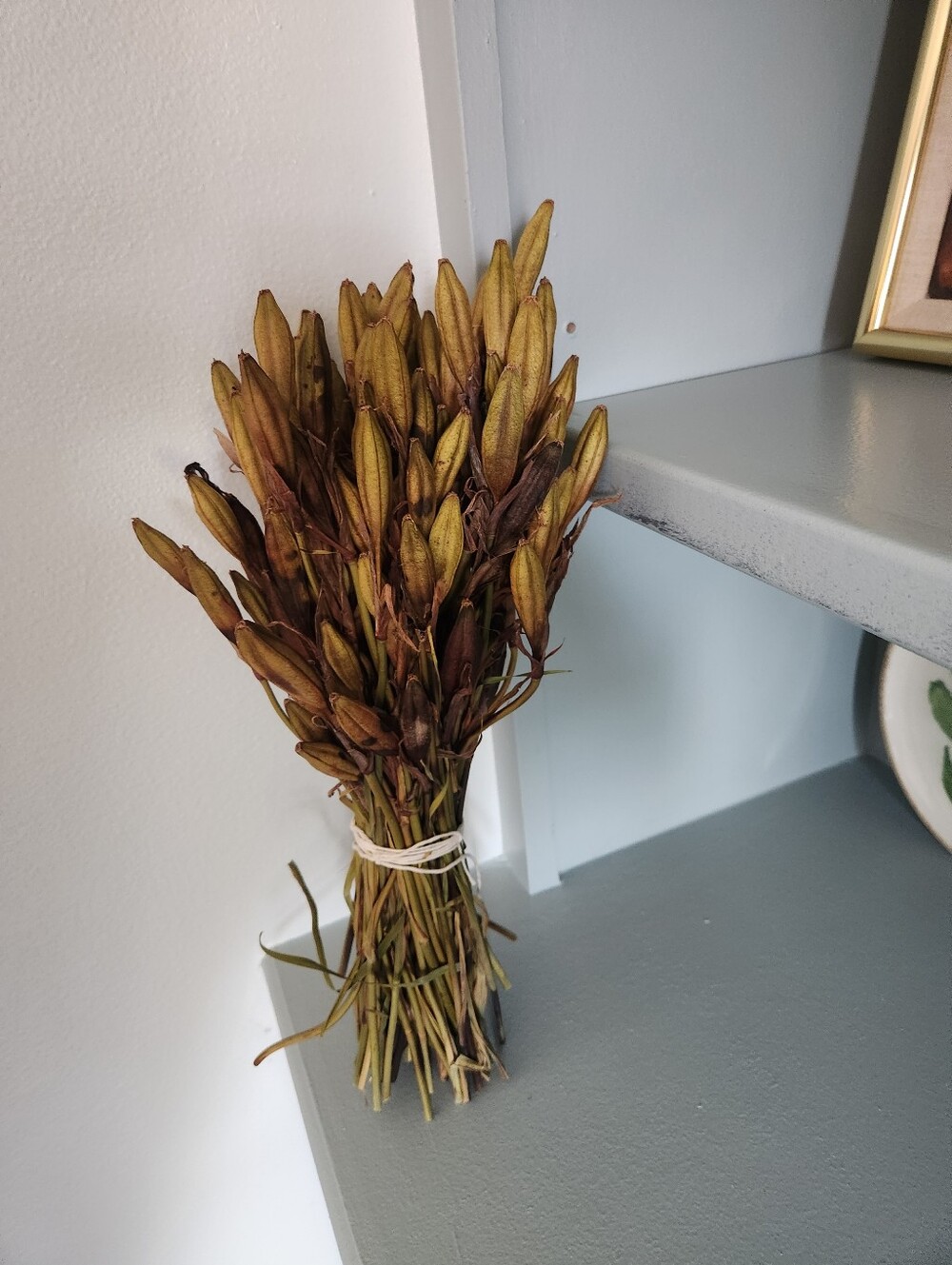 Real Dried Siberian Iris Pods.
